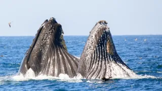 Najskvelejší tanečníci prírody (2/2)