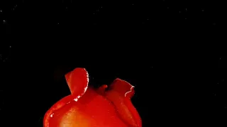 Najskvelejší tanečníci prírody (2/2)