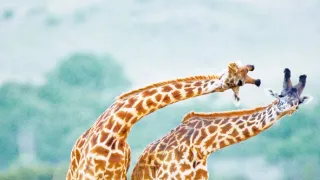 Najskvelejší tanečníci prírody (2/2)