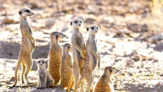 Najskvelejší tanečníci prírody (2/2)