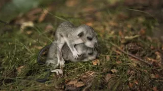 Jizerské hory - príbeh jedinečnej krajiny (2/2)