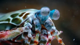 Nejdokonalejší tvorové v umění přežít (1/5)