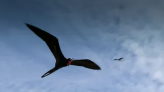 Nejdokonalejší tvorové v umění přežít (1/5)