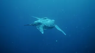 Nejdokonalejší tvorové v umění přežít (1/5)