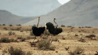 Nejdokonalejší tvorové v umění přežít (1/5)