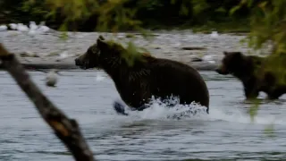 Nejdokonalejší tvorové v umění přežít (1/5)