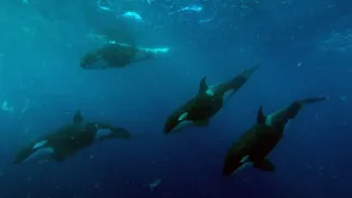 Nejdokonalejší tvorové v umění přežít (1/5)