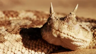 Nejdokonalejší tvorové v umění přežít (1/5)