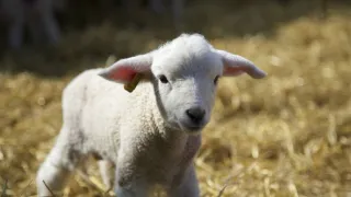 Zvieracie mamy (1/3)