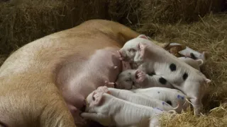 Zvieracie mamy (1/3)