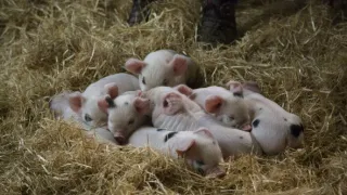 Zvieracie mamy (1/3)