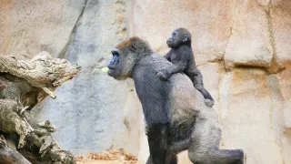 Zvieracie mamy (1/3)