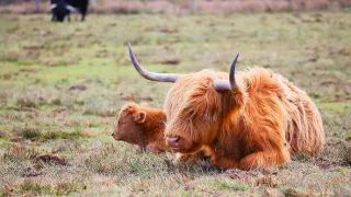 Zvieracie mamy (1/3)