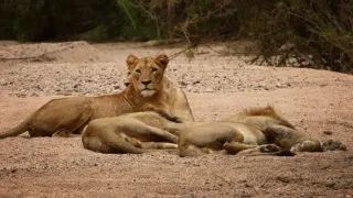 Fascinujúce stretnutia so zvieratami