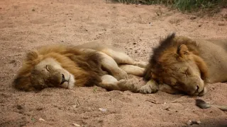 Fascinujúce stretnutia so zvieratami