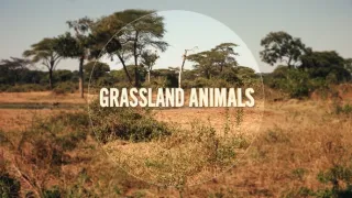 Fascinujúce stretnutia so zvieratami