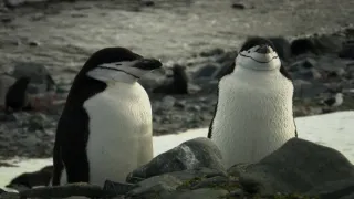 Fascinujúce stretnutia so zvieratami