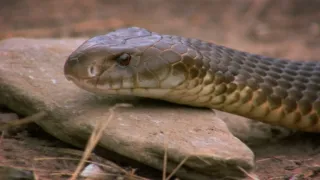 Fascinujúce stretnutia so zvieratami