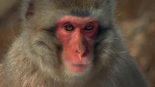 Fascinujúce stretnutia so zvieratami