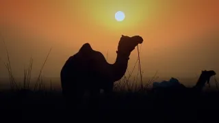 Fascinujúce stretnutia so zvieratami