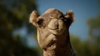 Fascinujúce stretnutia so zvieratami