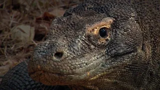 Fascinujúce stretnutia so zvieratami