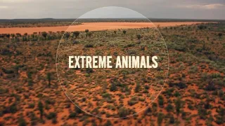 Fascinujúce stretnutia so zvieratami