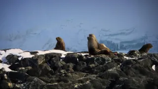 Fascinujúce stretnutia so zvieratami