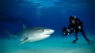 Divoké zločiny (1)