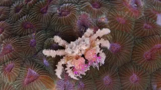 Zázračná planéta: Svojrázne správanie zvierat (3/3)