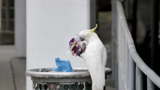 Zázračná planéta: Svojrázne správanie zvierat (3/3)