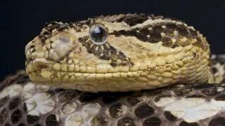 Zázračná planéta: Svojrázne správanie zvierat (3/3)