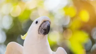 Zázračná planéta: Svojrázne správanie zvierat (3/3)