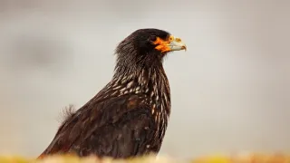 Zázračná planéta: Svojrázne správanie zvierat (3/3)