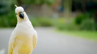 Zázračná planéta: Svojrázne správanie zvierat (3/3)