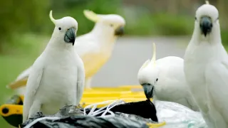 Zázračná planéta: Svojrázne správanie zvierat (3/3)