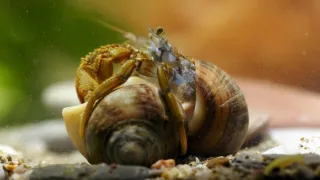 Zázračná planéta: Svojrázne správanie zvierat (3/3)