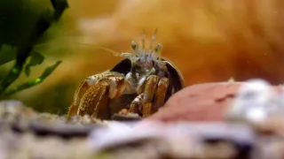 Zázračná planéta: Svojrázne správanie zvierat (3/3)