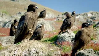 Zázračná planéta: Svojrázne správanie zvierat (3/3)