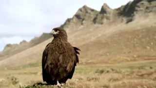 Zázračná planéta: Svojrázne správanie zvierat (3/3)