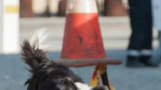 Schopnosti a roly psích miláčikov v živote človeka (2/7)