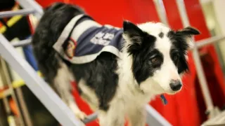 Schopnosti a roly psích miláčikov v živote človeka (2/7)