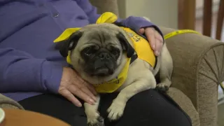 Schopnosti a roly psích miláčikov v živote človeka (2/7)