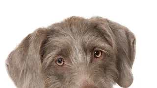 Schopnosti a roly psích miláčikov v živote človeka (2/7)