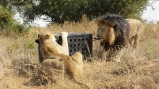 Zabijacké IQ: Lev verzus hyena (2)