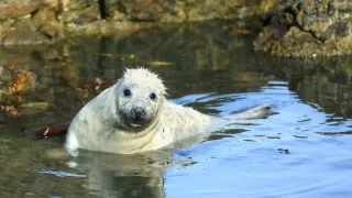 Wales - země se znamením draka