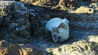 Wales - země se znamením draka