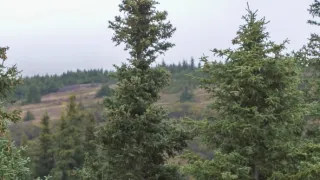 Zázračná planeta: Poslední ráje na Zemi - Aljaška
