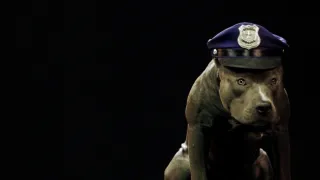 Psi a my: Tajemství jednoho přátelství