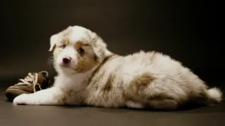 Psi a my: Tajemství jednoho přátelství